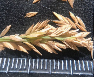 Distichlis spicata