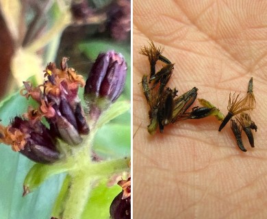Dubautia laxa