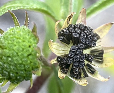 Eclipta prostrata