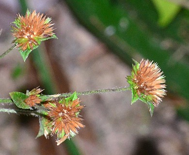Elephantopus mollis