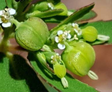Euphorbia hyssopifolia