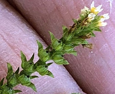 Euploca procumbens