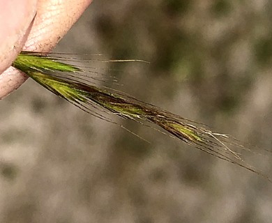 Festuca bromoides