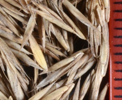 Festuca rubra