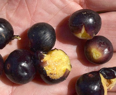 Ficus microcarpa