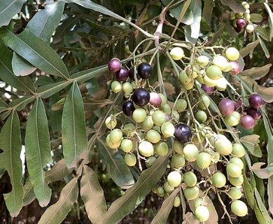 Filicium decipiens