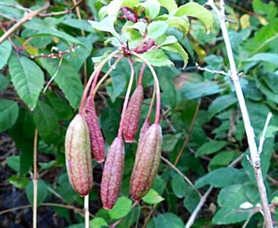 Fuchsia magellanica