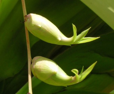 Furcraea foetida