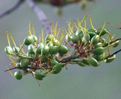 Grevillea robusta