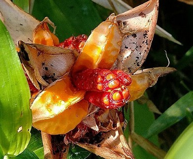 Hedychium coronarium