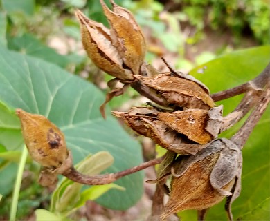 Hibiscus tiliaceus