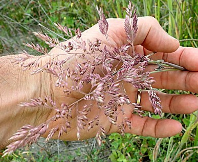 Holcus lanatus