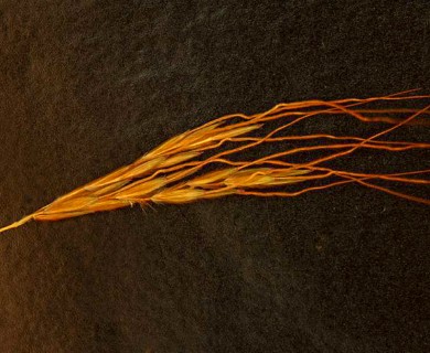 Hyparrhenia rufa