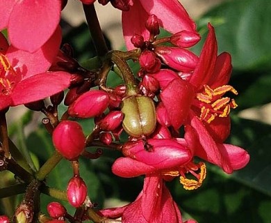 Jatropha integerrima