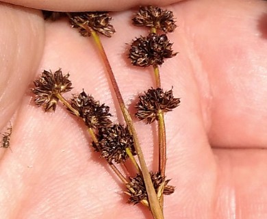Juncus planifolius