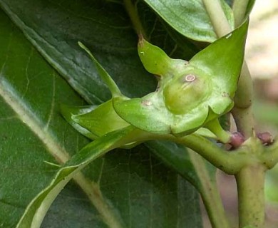 Kadua acuminata