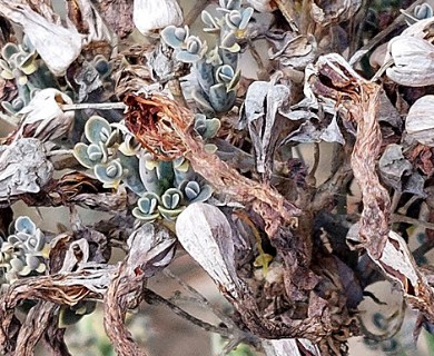 Kalanchoe delagoensis