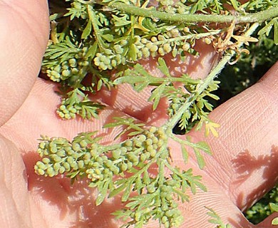 Lepidium didymum