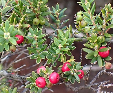 Leptecophylla tameiameiae