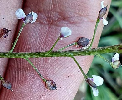 Lobularia maritima