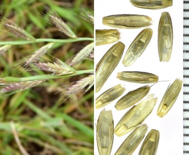 Lolium multiflorum