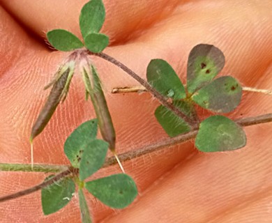 Lotus subbiflorus