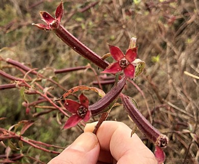 Ludwigia octovalvis