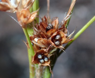 Luzula hawaiiensis