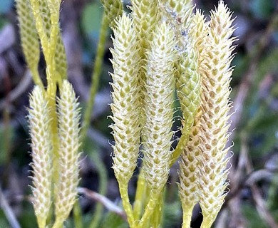 Lycopodium clavatum