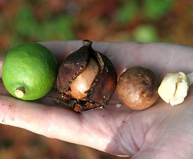 Macadamia integrifolia