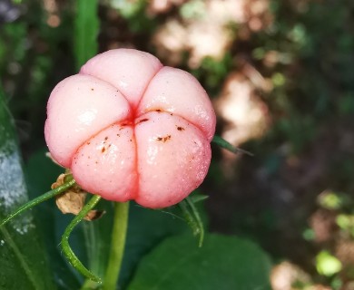 Malvaviscus penduliflorus
