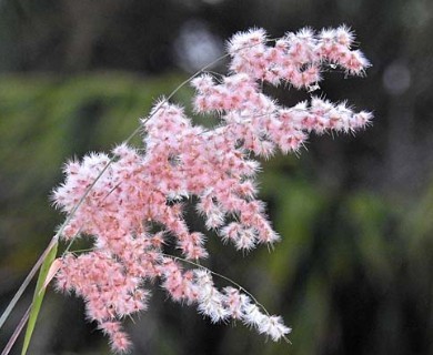 Melinis repens