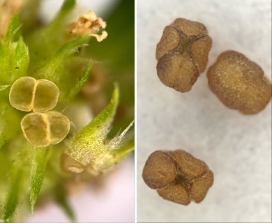 Mitracarpus hirtus
