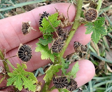 Modiola caroliniana
