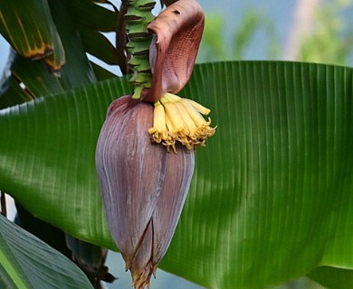 Musa ×paradisiaca