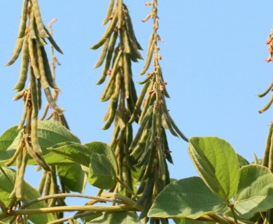 Neonotonia wightii