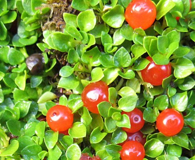 Nertera granadensis