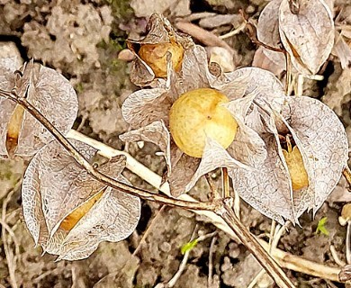 Nicandra physalodes