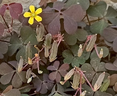 Oxalis corniculata