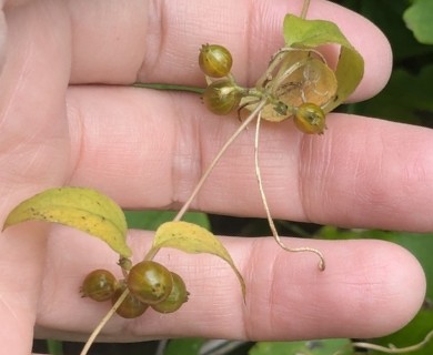 Paederia foetida