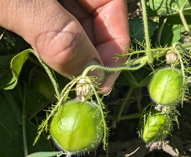 Passiflora foetida