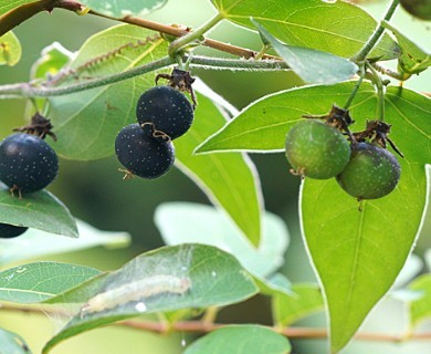 Passiflora suberosa