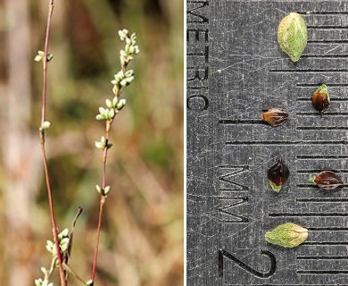 Persicaria punctata