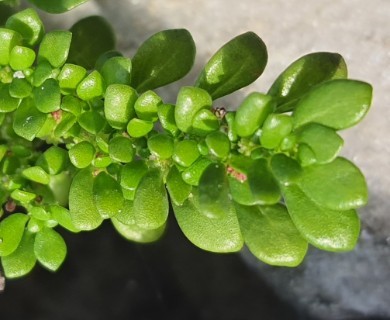 Pilea microphylla