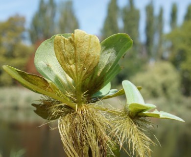 Pistia stratiotes