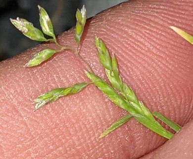 Poa annua