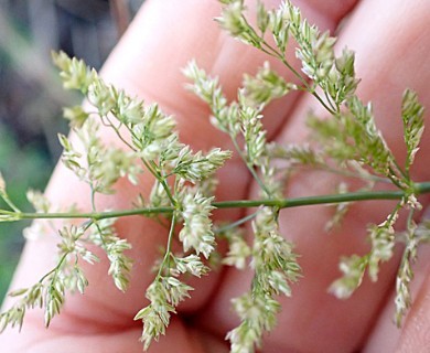 Polypogon viridis