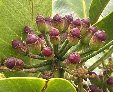 Polyscias oahuensis