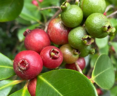Psidium cattleyanum