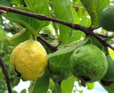Psidium guajava